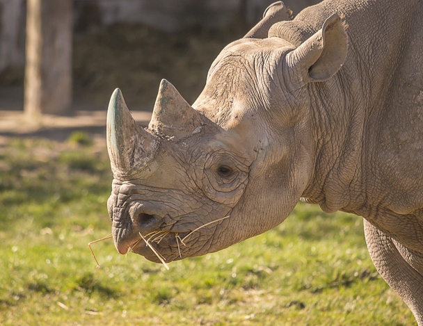 Retrato de rinoceronte
 - Foto, imagen