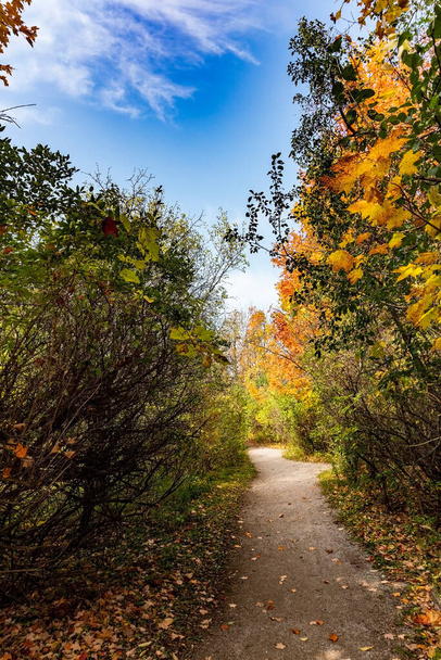 Colorful winding, autumn trail in the park area - Fotó, kép