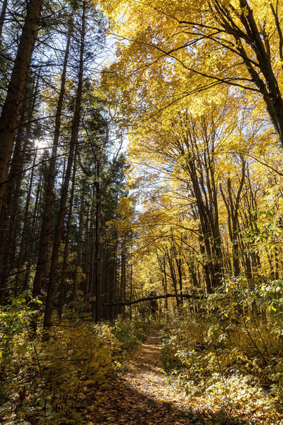 October came and the forests were donning an ornate gold outfi - 写真・画像