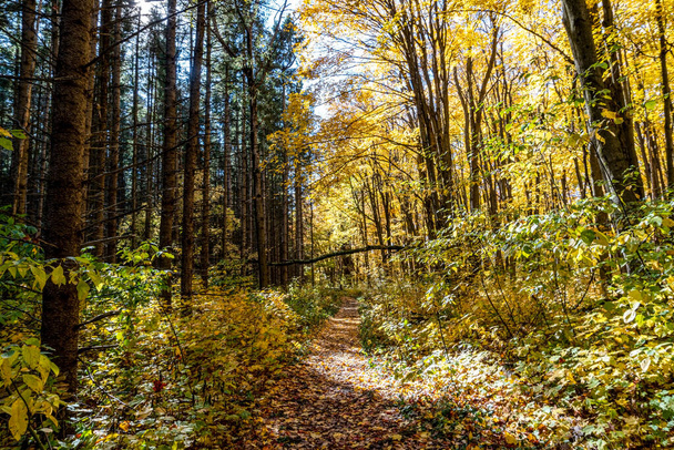 Road in the forest with autumn trees with bright orange foliage - Photo, image