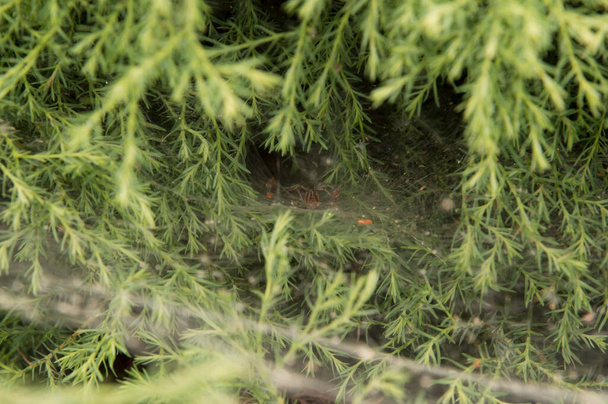 primer plano: araña con telaraña en forma de túnel en arbustos siempreverdes de enebro chino - Foto, Imagen