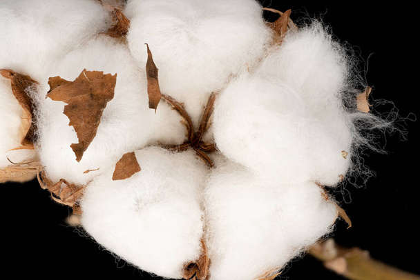 Cotton Plant, közel a fehér bolyhos virág fej fekete háttér - Fotó, kép
