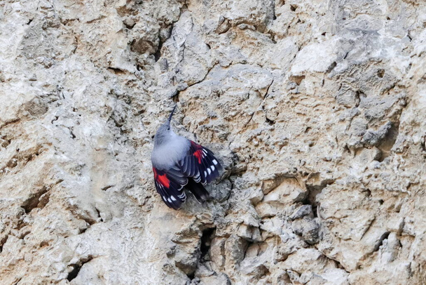 山の飛行宝石、岩のカブトムシやその他のバグを探してジャンプします。赤い翼を持つ灰色の鳥。チェコ共和国のパラヴァ・ヒルズ。ウォールクリーパーチコドロマ・ムラーリア. - 写真・画像