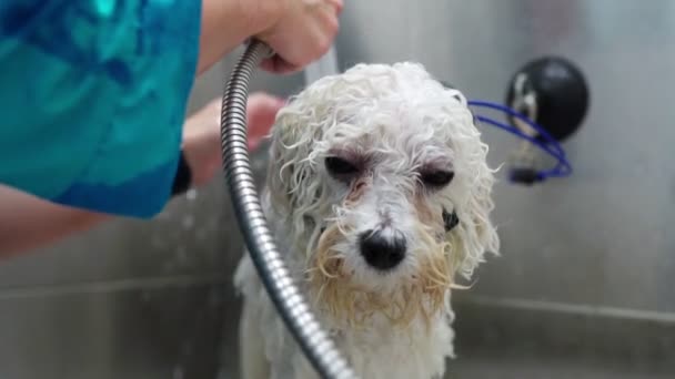 Frau wäscht Hund im Pflegesalon. Hundebaden. - Filmmaterial, Video