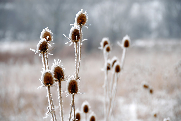 Icy plants - Photo, Image