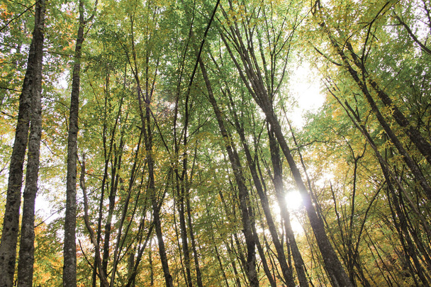 Ruhige malerische grüne Wälder mit den Sonnenstrahlen. Frische Luft, Freiheit und Naturkonzept. - Foto, Bild