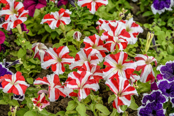 Grande grupo de flores vivas vermelhas e brancas de Petunia axillaris em um pote, com fundo borrado em um jardim em um dia ensolarado de primavera - Foto, Imagem