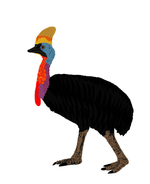 Southern cassowary vector illustration isolated on white background. Big bird symbol. - Vektör, Görsel