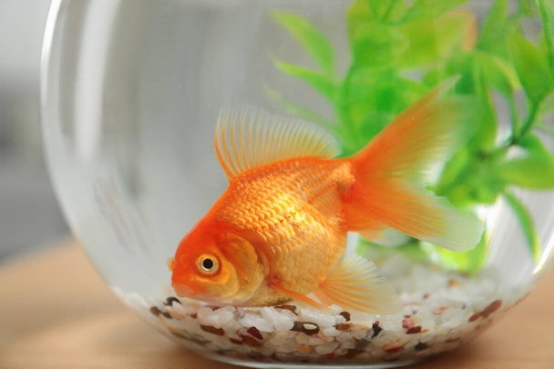 Beautiful bright small goldfish in round glass aquarium, closeup - Fotó, kép