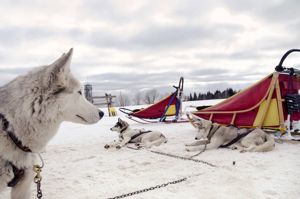 İri köpeklerle kayak yapmak, arka planda kar., - Fotoğraf, Görsel