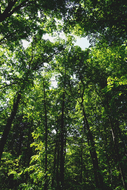 Scena di legno con cime di alberi alti con molte foglie verdi sui rami, vista dal basso - Foto, immagini