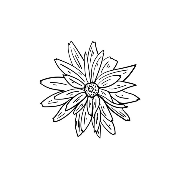 Rudbeckia of Black-Eyed Susan plant bloem op witte achtergrond, vector illustratie. Botanisch element. - Vector, afbeelding
