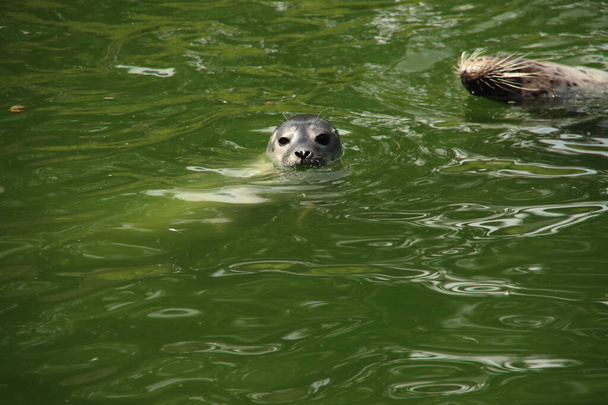 общий плавание тюленей в воде Ouwehands Dierenpark в Нидерландах - Фото, изображение