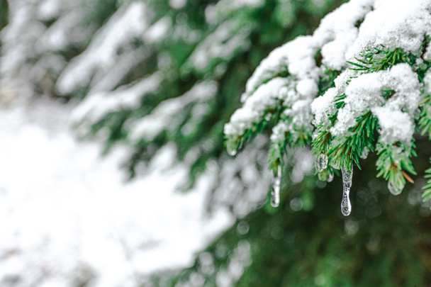 A branch of green spruce covered with snow and frozen drops. Icicles. Concept, hello winter, christmas, new year - Photo, Image