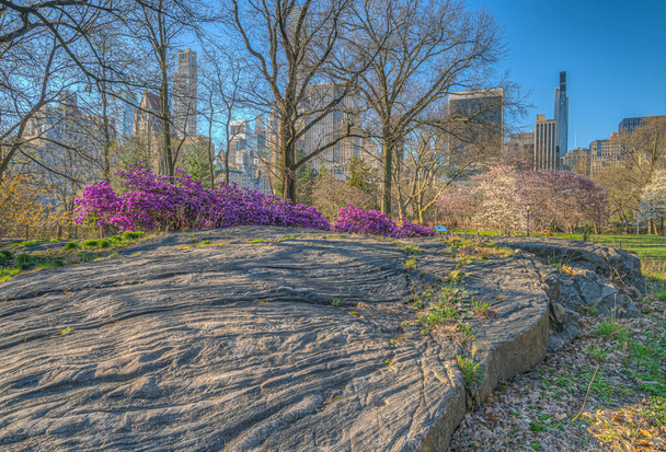 Tavasz a Central Parkban, New York City kora reggel virágzó fákkal - Fotó, kép
