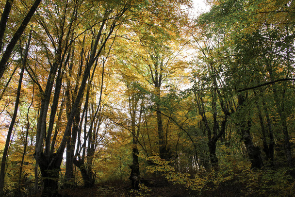 Autumn forest. Yellow leaves on trees.  - Foto, Imagem