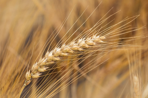 Крупним планом стиглі пшеничні вуха
. - Фото, зображення