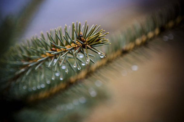 Rugiada su un albero di conifere, rami di abete rosso dopo pioggia - Foto, immagini