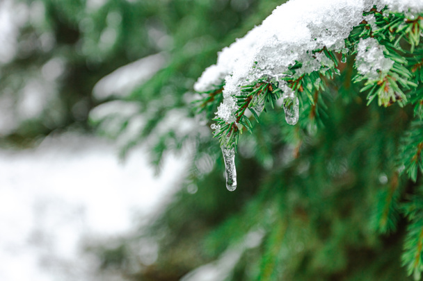 Um ramo de abeto verde coberto de neve e gotas congeladas. Ciclos. Conceito, Olá inverno, Natal, Ano Novo - Foto, Imagem
