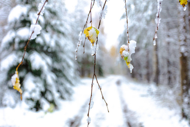 Herbstwald mit gelben Blättern im Schnee und Straßenkonzept, versöhnlicher Herbst, hallo Winter, Weihnachten, Neujahr - Foto, Bild