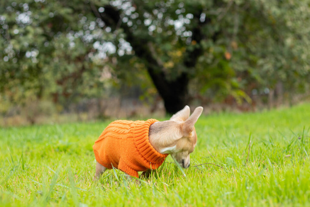 Чихуахуа собака в оранжевой куртке стоит в зеленой траве днем в парке - Фото, изображение