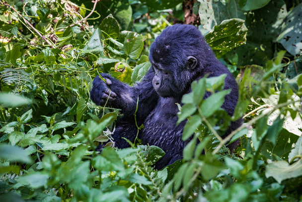 чорна горила в джунглях
 - Фото, зображення