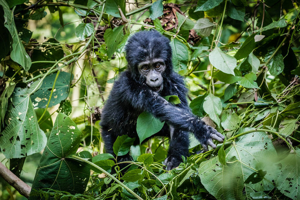 un gorila negro en la selva - Foto, Imagen