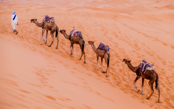 camelos no deserto no Egito - Foto, Imagem