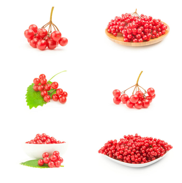 Set von roten Beeren Traube von Drosseln - Foto, Bild