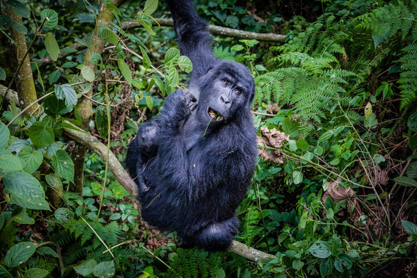 un gorila negro en la selva - Foto, Imagen