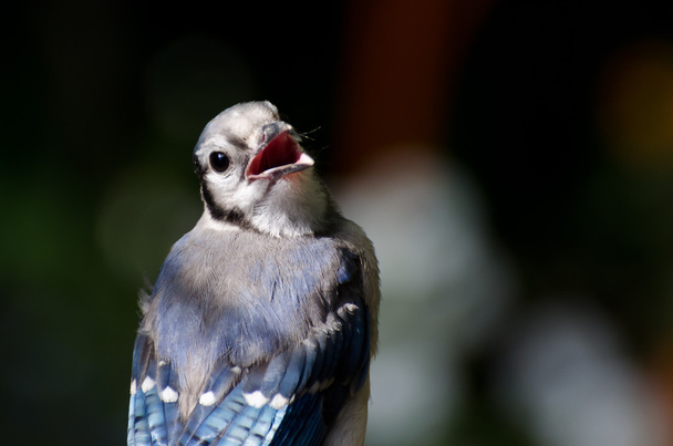 Chiamo Blue Jay
 - Foto, immagini