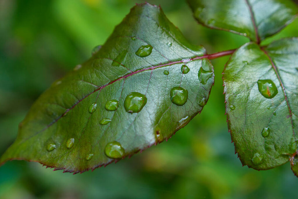 Close up photo of rose flower leaf covered in rain drops left after the rain - Fotografie, Obrázek