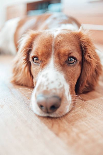 Beautiful cute spotted brown white dog. Welsh springer spaniel pure pedigree breed. Healthy dog resting comfy at home. - Фото, изображение