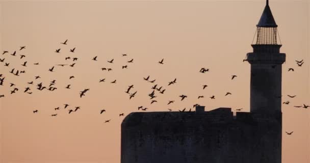 Fransa 'da Aigues Mortes üzerinde uçan bir grup karabatak. - Video, Çekim