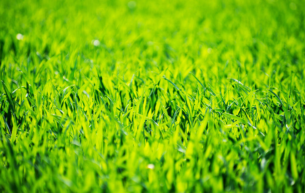 Struktura zelené trávy z pole - Fotografie, Obrázek
