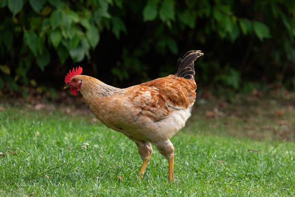 Pollo de campo libre en una granja de aves de corral tradicional, pollo en la hierba - Foto, imagen