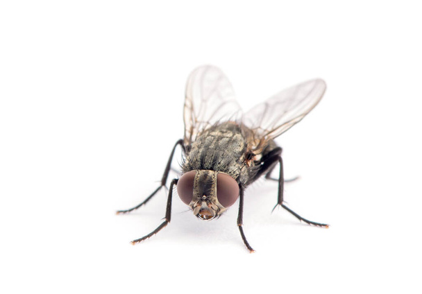 mosca aislada sobre un blanco - Foto, imagen