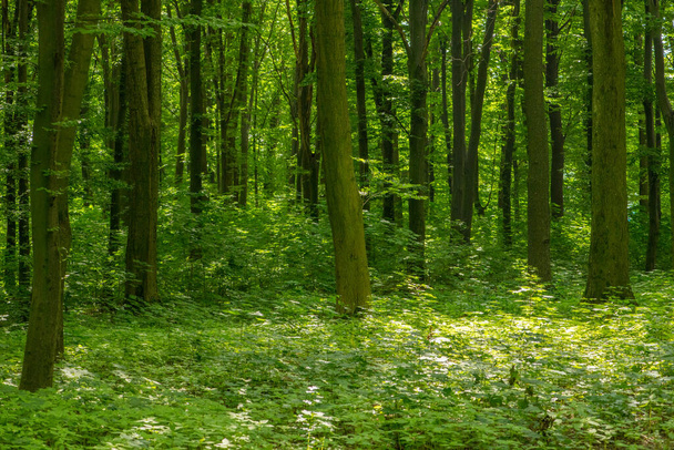 Luz solar na floresta verde, tempo de primavera - Foto, Imagem