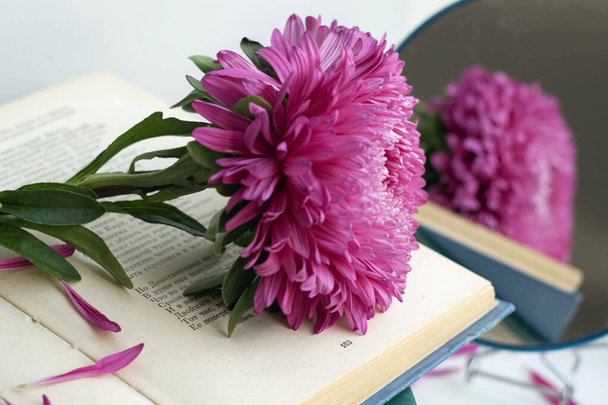eine Asterblume liegt auf einem Buch mit Versen. Rosafarbene Knospe spiegelt sich in einem kleinen runden Spiegel - Foto, Bild