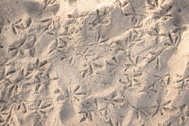 Ptáci stopy na suché bílé pláži písek pozadí - Fotografie, Obrázek
