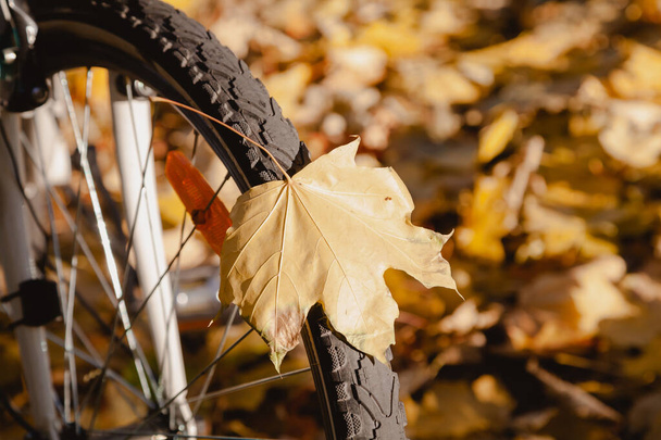 Leaf on the wheel. A large yellow maple leaf stuck to a bicycle wheel close-up - Фото, изображение