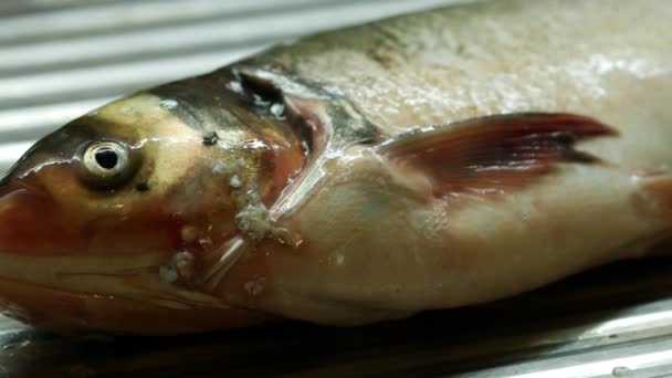 Roher Fisch wird zerlegt. Fisch kochen in der heimischen Küche. Eine Frau schält und schneidet eine - Filmmaterial, Video