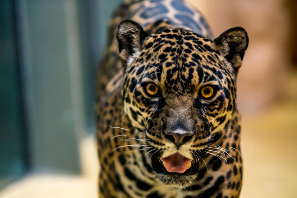Wilder Jaguar lauert im grünen Dschungel auf Beute - Foto, Bild