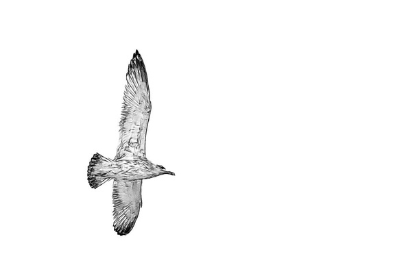 Lintu Flying Lokki Eristetty valkoisella taustalla Sky symboli vapauden käsite
 - Valokuva, kuva