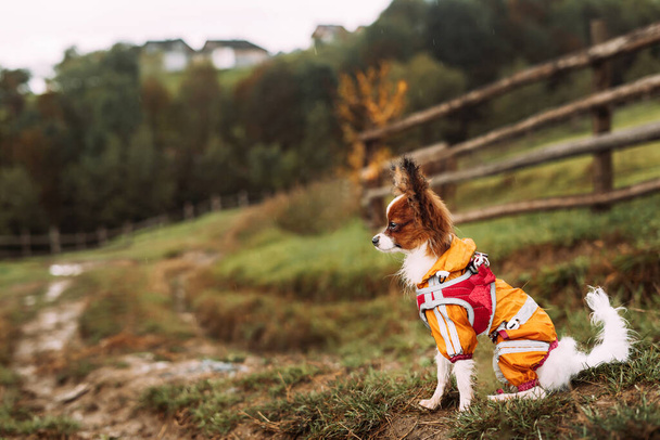 Söpö pieni koira istuu ruohon märällä maalla sateessa kukkulalla keltaisessa sadetakissa ja valjaissa..  - Valokuva, kuva