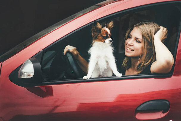 Primer plano de una joven y un perro rojo blanco en el coche.  - Foto, Imagen