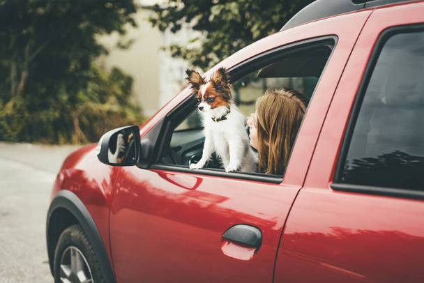 可愛い白と赤のパピロンの子犬が窓から外を見る車の中に立っている.  - 写真・画像