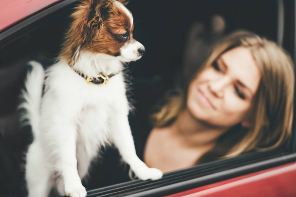A cute white and red papillon puppy stands in the car looking out of the window, close-up.  - Foto, Imagen