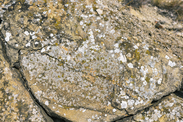 Moss y líquenes blancos en las rocas. Fondo pedregoso. liquen de color sobre una superficie de roca plana - Foto, imagen