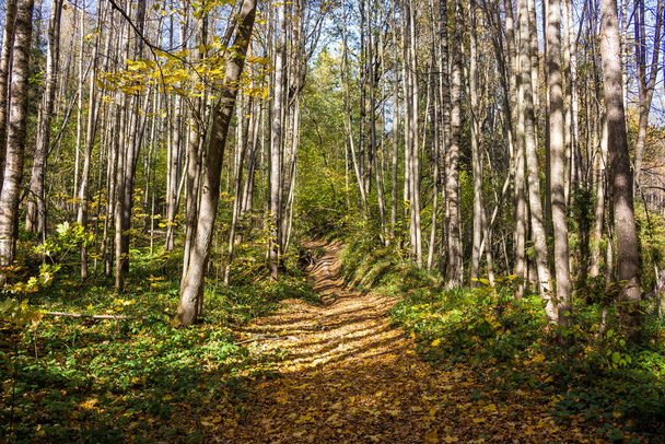Forest path illuminated by sunlight. Autumn forest on a sunny day - Valokuva, kuva